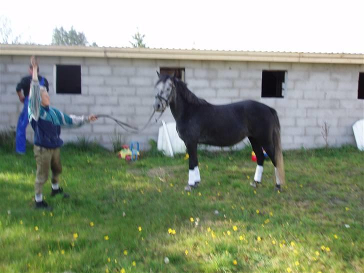 Welsh Pony (sec B)  starlight solgt billede 5