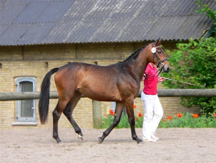 Dansk Varmblod Tjørnelys Raffiness RDH - 2-års skue 3. Juni 2007  billede 3