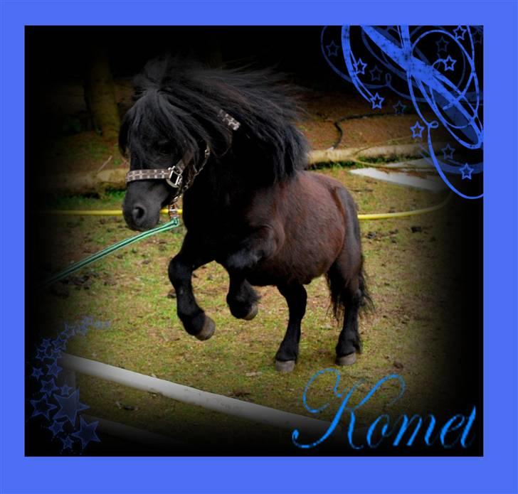 Shetlænder Komet - velkommen til komet´s profil:) foto: trine B #1 billede 1