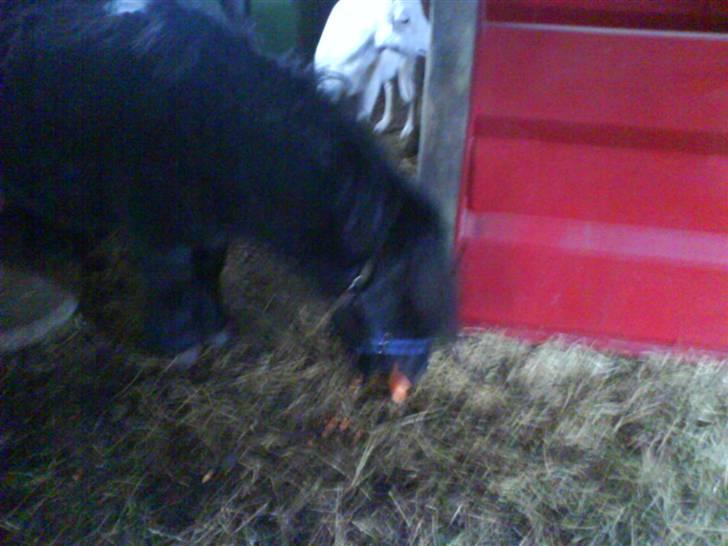 Shetlænder Komet - mums en gulerod foto: mig # 2 billede 2