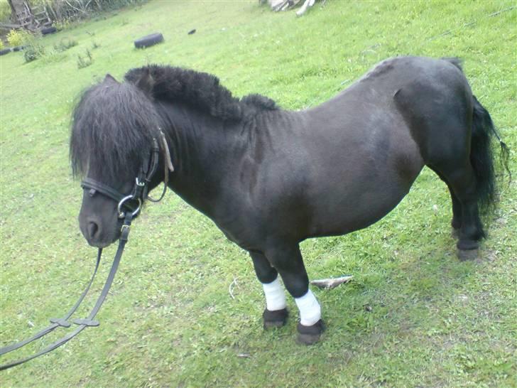 Shetlænder Komet - for sjov model billed:) foto: trine B #3 billede 3
