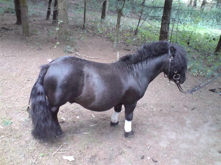 Shetlænder Komet - igen model billed for sjov:) foto: trine B #4 billede 4