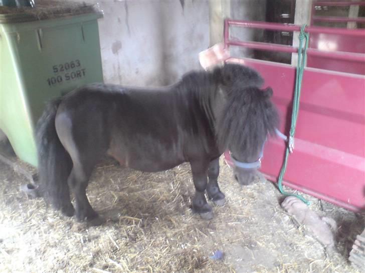 Shetlænder Komet - er ved at blive striglet foto: mig #5 billede 5