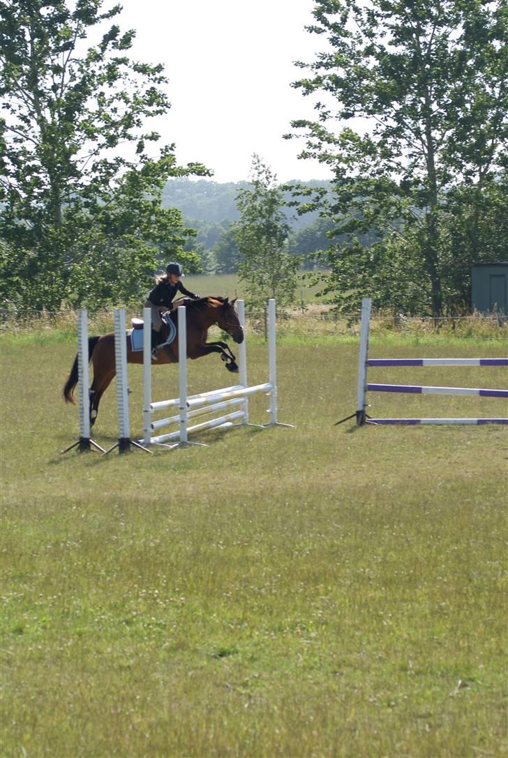 Anden særlig race Misti.<3 (LÅNT UD s; )  billede 18