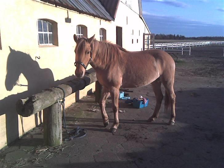 Anden særlig race Mailey  - velkommen til Maileys profil billede 1