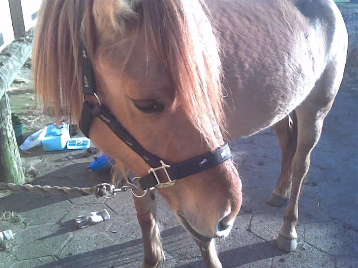 Anden særlig race Mailey  - ligner en minipony billede 2