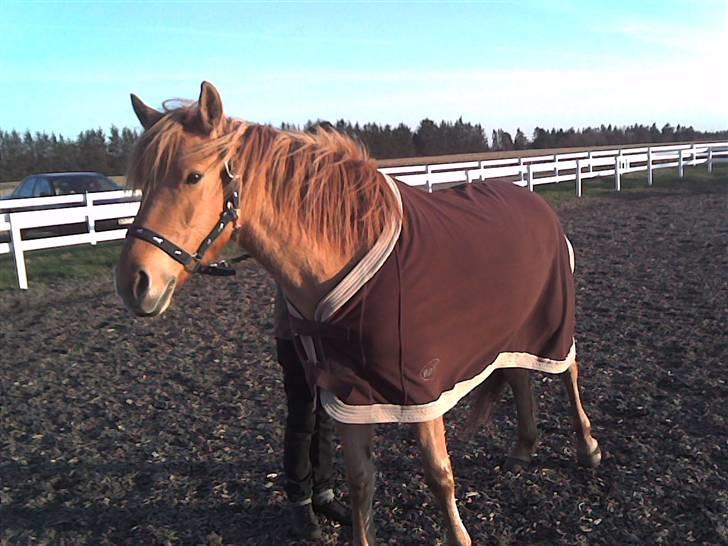 Anden særlig race Mailey  - Med hendes fleecetæppe billede 3