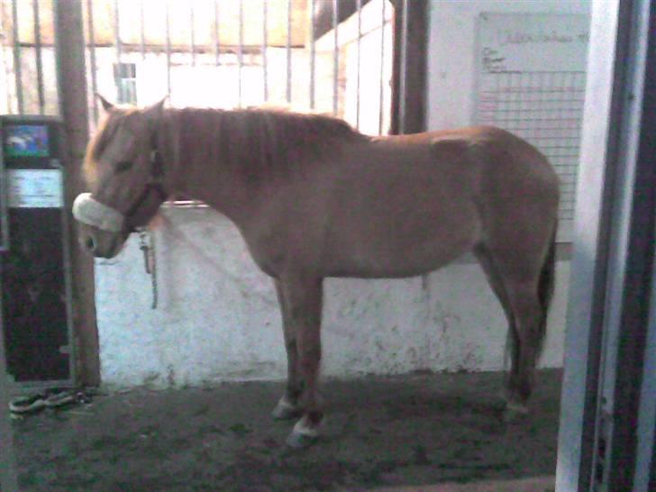 Anden særlig race Mailey  - næsten lige fået part i hende billede 4