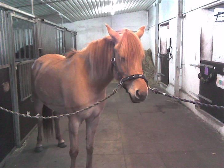 Anden særlig race Mailey  - så fin  billede 5