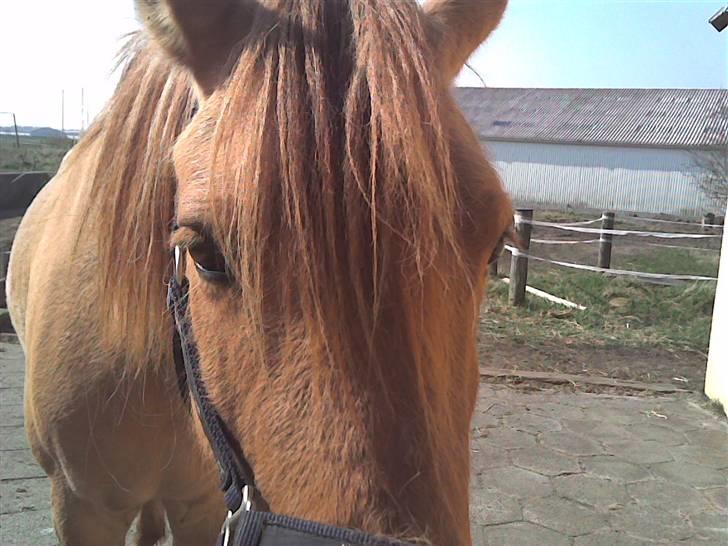 Anden særlig race Mailey  - bøø! billede 6