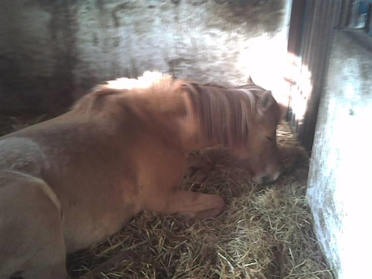 Anden særlig race Mailey  - hun sover billede 7