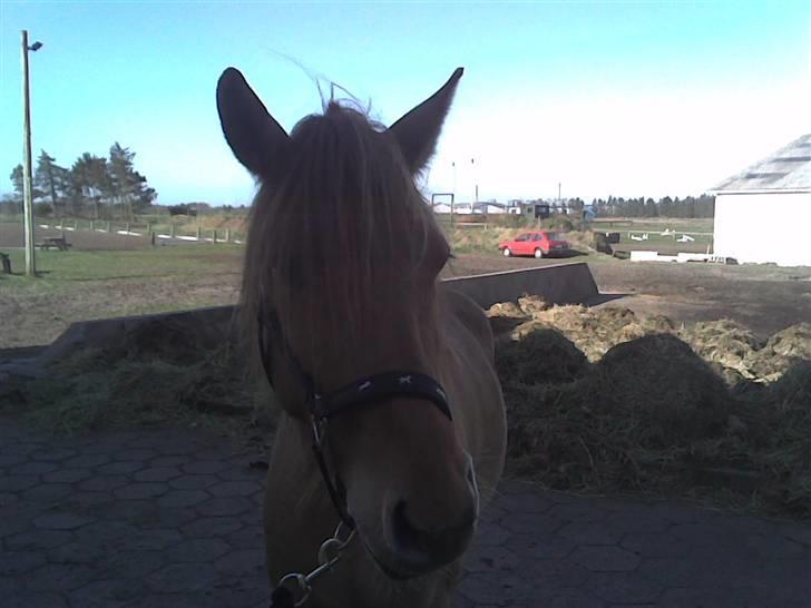 Anden særlig race Mailey  - dagen jeg aldrig glemmer... billede 8