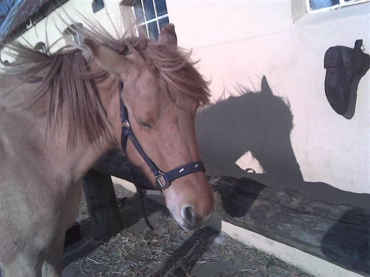 Anden særlig race Mailey  - så sød billede 9