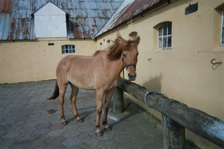 Anden særlig race Mailey  - op med håret 8D billede 11