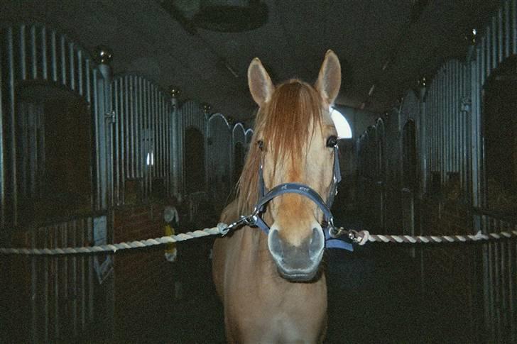 Anden særlig race Mailey  - nogle vrinskede ;) billede 13