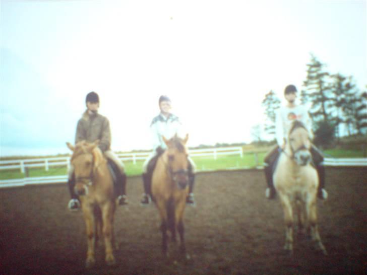 Anden særlig race Mailey  - Du var starten på min ridning billede 14