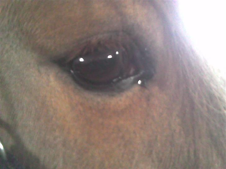 Anden særlig race Mailey  - øjet. billede 15