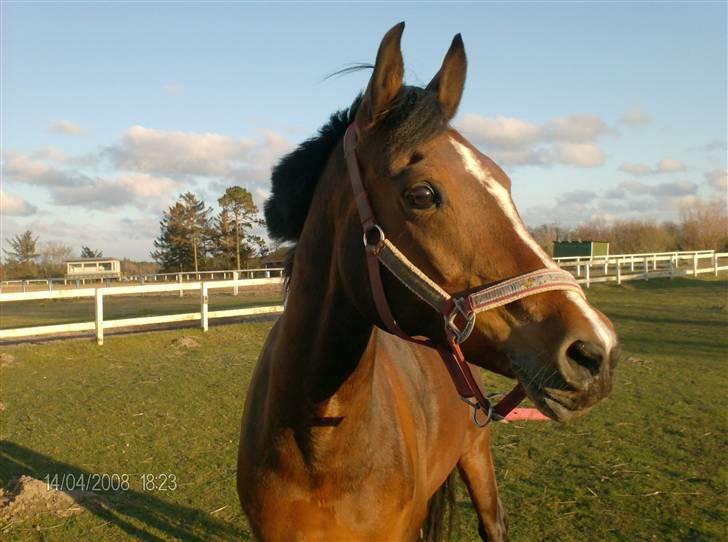 Welsh Pony af Cob-type (sec C) beauty billede 1