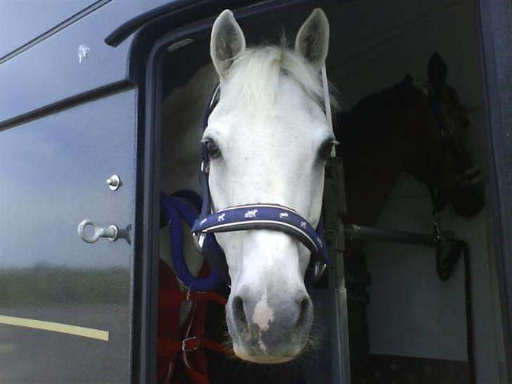 Anden særlig race /connemara bambuska R.I.P - skal til hjem fra stævne i HDR. (hedensted)       foto: mig selv. billede 6
