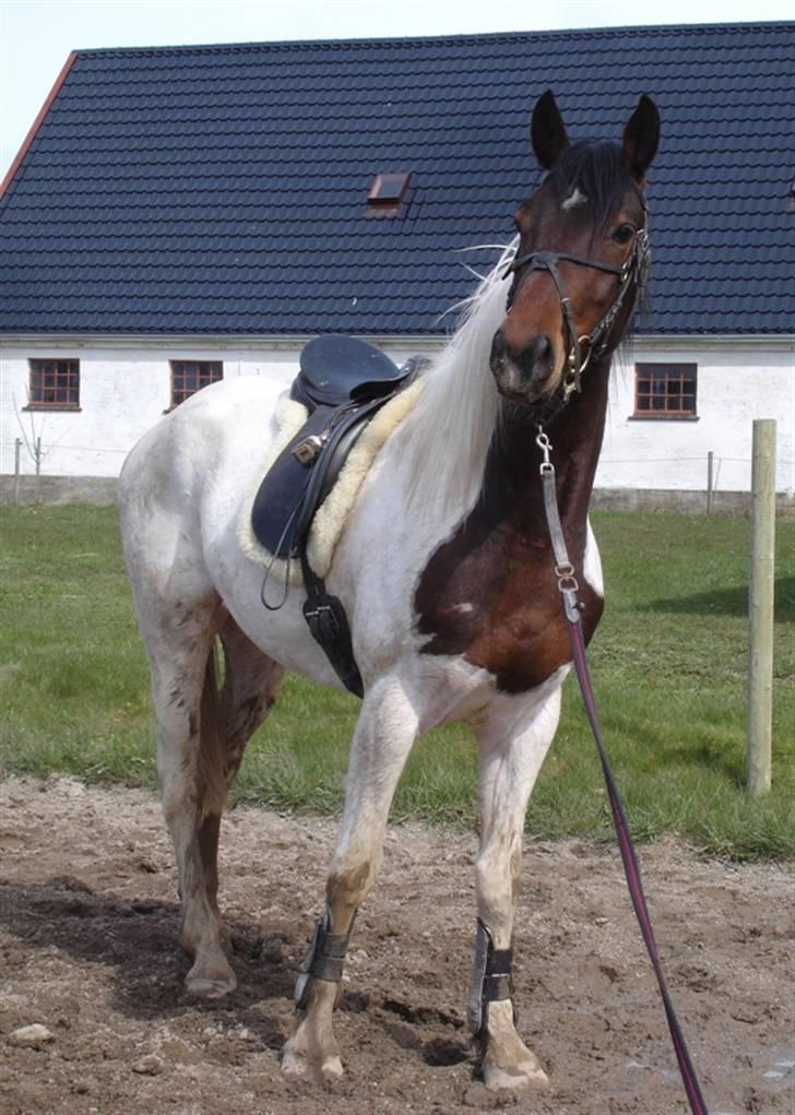 Pinto Lundhøjgårds Intermezzo billede 18