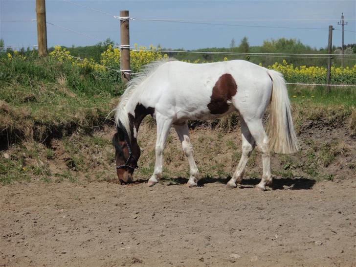 Pinto Lundhøjgårds Intermezzo billede 19
