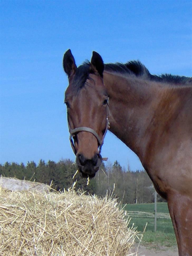 Traver Fasten Seat Belt  R.I.P. billede 8