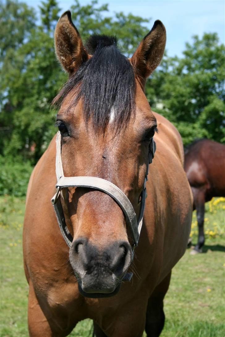 Anden særlig race »PRiNS VALENTiNE« SOLGT - I love you! billede 1