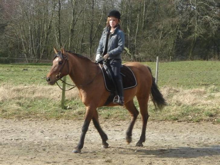 Anden særlig race »PRiNS VALENTiNE« SOLGT billede 2