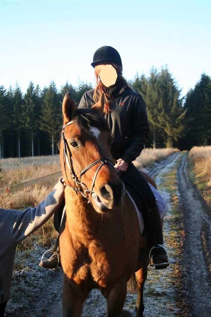 Anden særlig race »PRiNS VALENTiNE« SOLGT billede 3