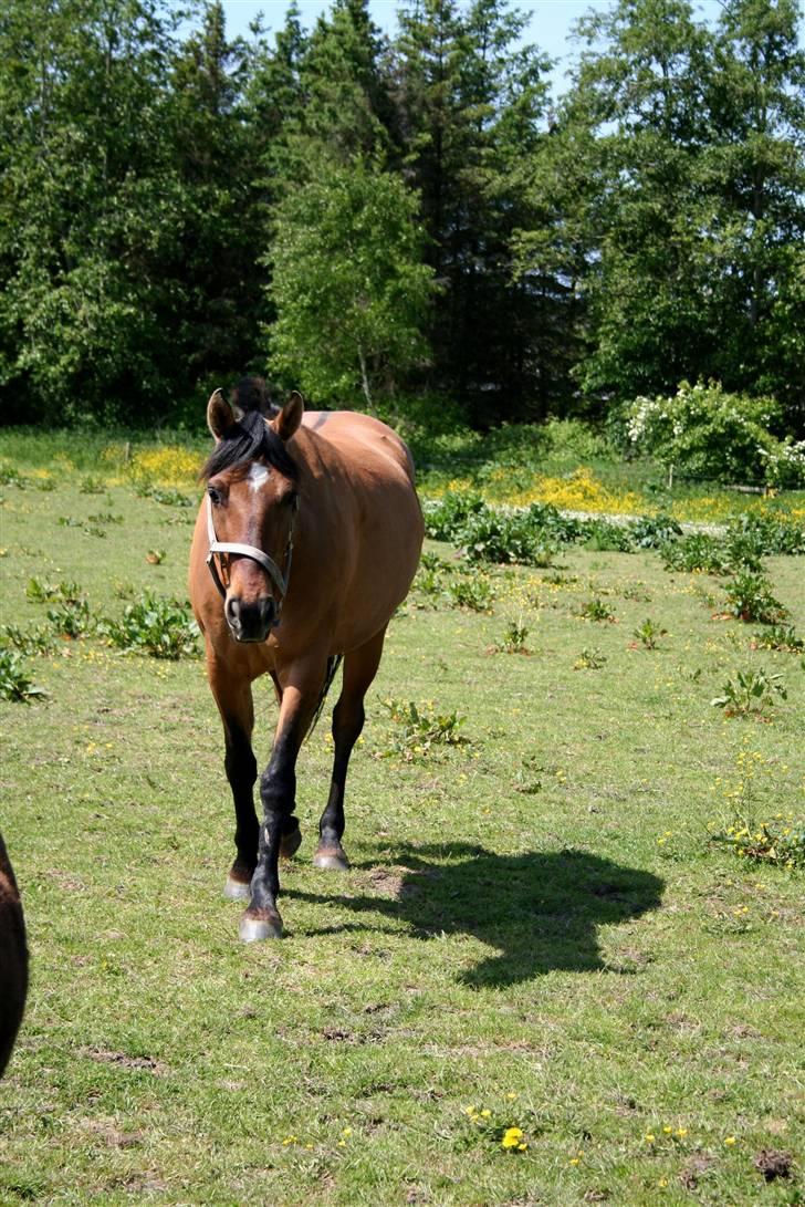 Anden særlig race »PRiNS VALENTiNE« SOLGT billede 7