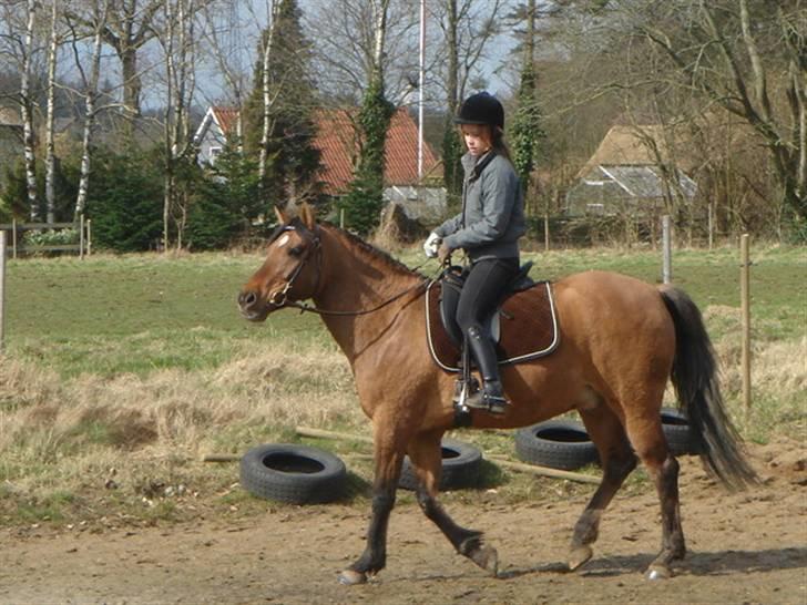 Anden særlig race »PRiNS VALENTiNE« SOLGT billede 8