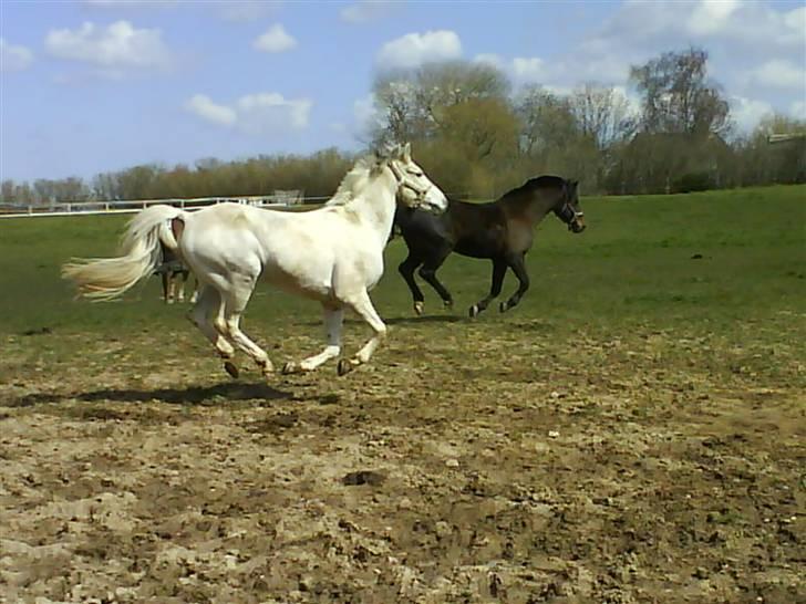 Anden særlig race Mountin Jumper billede 3