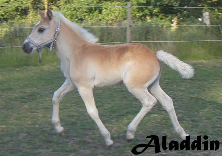 Haflinger RIDEDYRET ALADDIN - 2008 billede 9