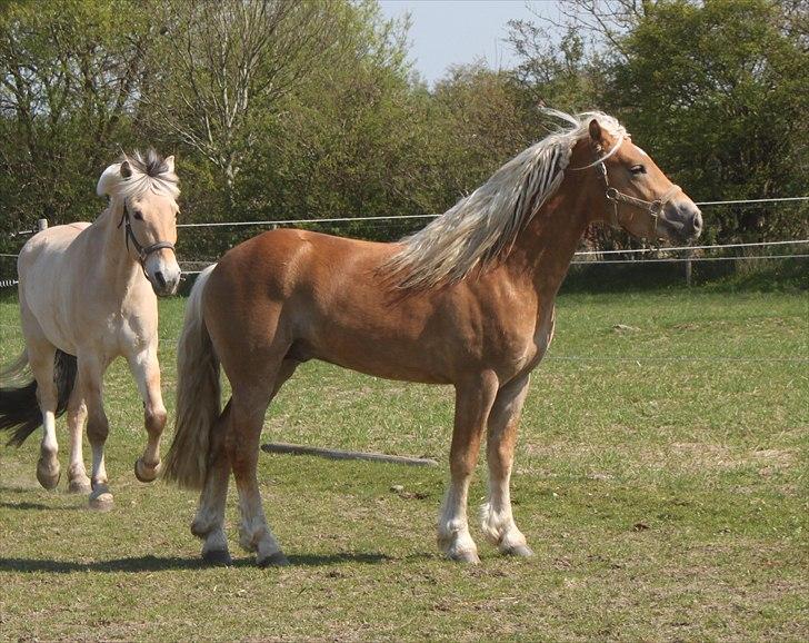 Haflinger RIDEDYRET ALADDIN - 3års billede 10