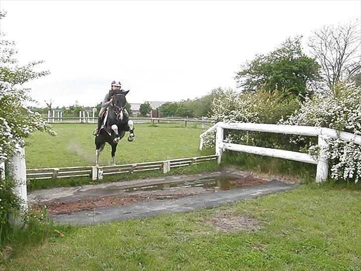 Pinto Faithful´s Xanadu - Xanadu -Træning i Nordthy. billede 3