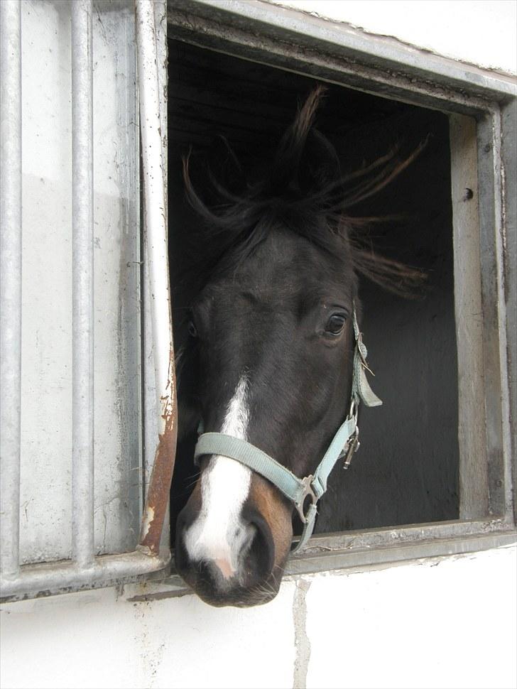 Pinto Faithful´s Xanadu - Hovedebillede. billede 4