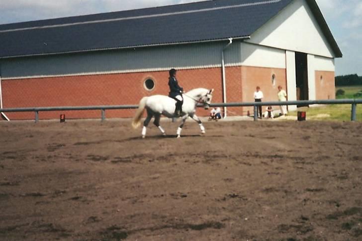 Lipizzaner Bonita - Stævne i Ansager 20/6-99 billede 6