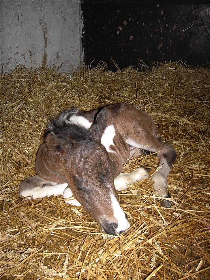 Pinto Faithful´s Xanadu - Xanadu som føl. billede 5