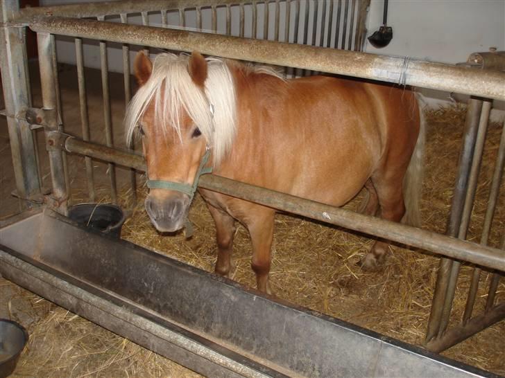 Shetlænder Birkelunds Como *Solgt* - *NYT* Se lige en forandring - Como er ligefrem tyk nu - Juli ´08 billede 20