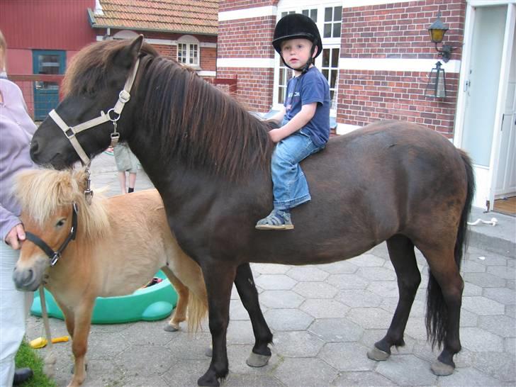 Shetlænder Freja - juni 2006 billede 12