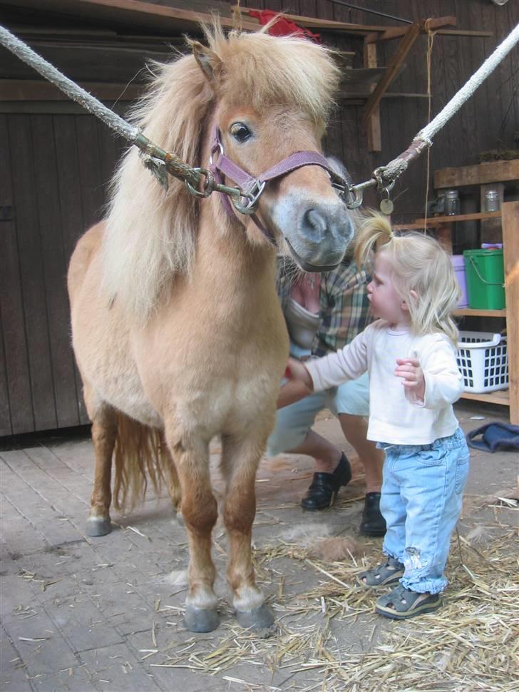 Shetlænder Freja - Maj 2008 billede 13