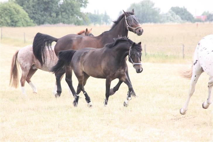 Anden særlig race Mr. Malle billede 13