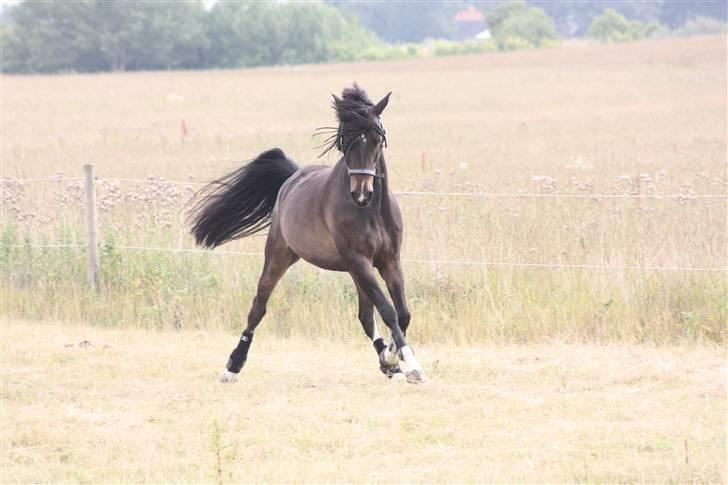 Anden særlig race Mr. Malle billede 14