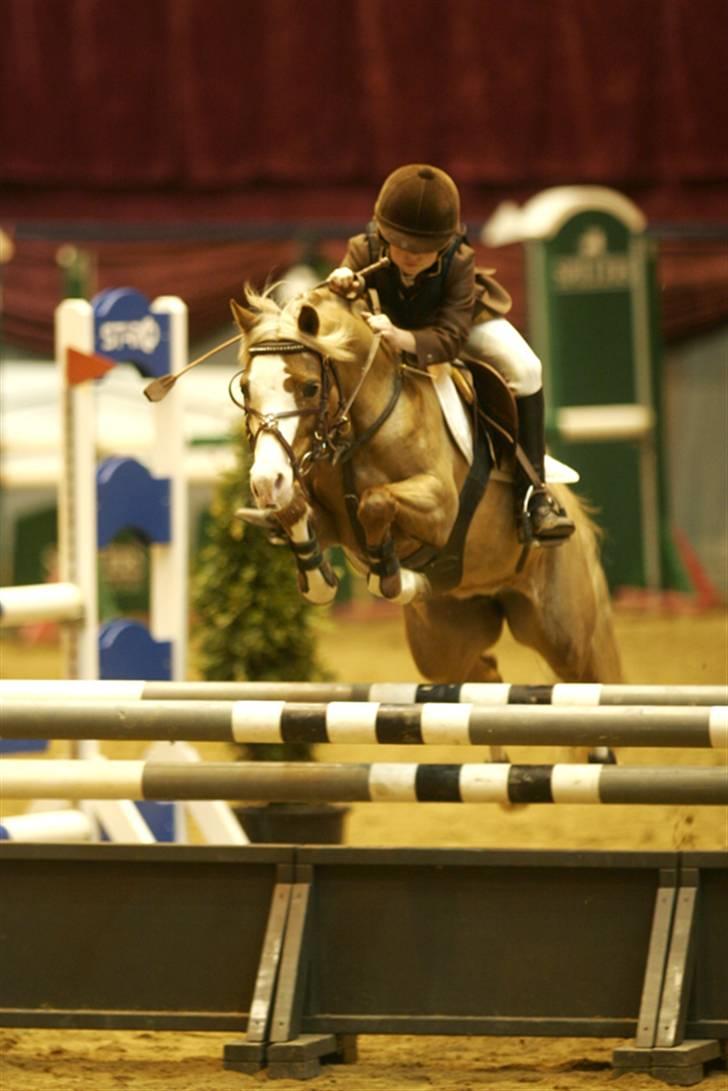 Welsh Pony af Cob-type (sec C) Bloklands  Hilde (solgt)  billede 2