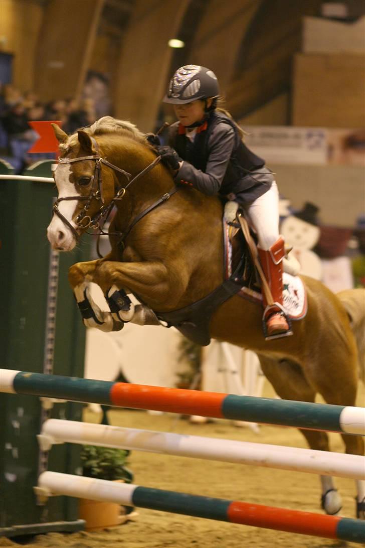 Welsh Pony af Cob-type (sec C) Bloklands  Hilde (solgt)  billede 5