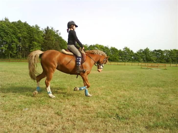 Welsh Pony af Cob-type (sec C) Bloklands  Hilde (solgt)  billede 7