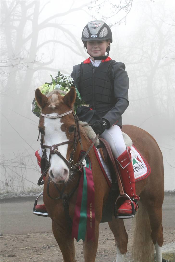 Welsh Pony af Cob-type (sec C) Bloklands  Hilde (solgt)  billede 9