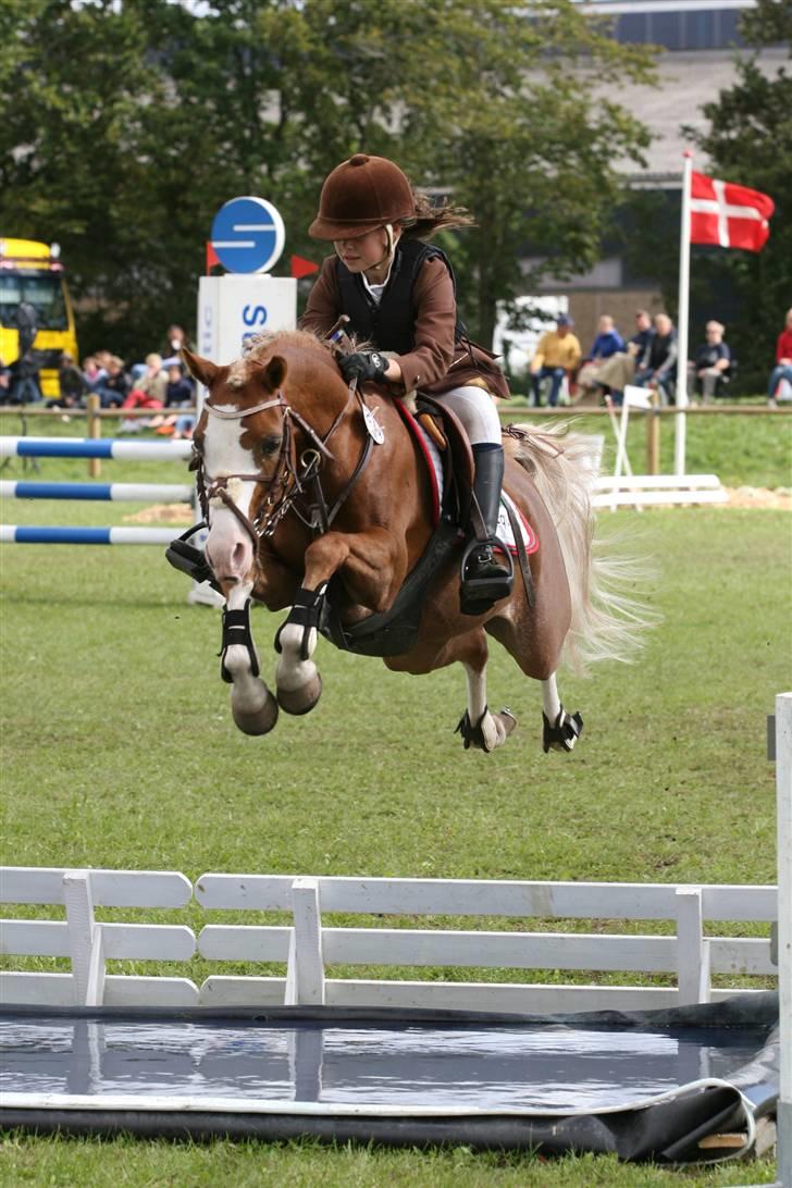 Welsh Pony af Cob-type (sec C) Bloklands  Hilde (solgt)  billede 10