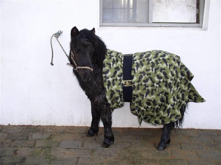 Shetlænder "Himmelhest" Højgårds Tarzan R.I.P - Nyvasket Tarzan klar til skue april 2007 billede 1