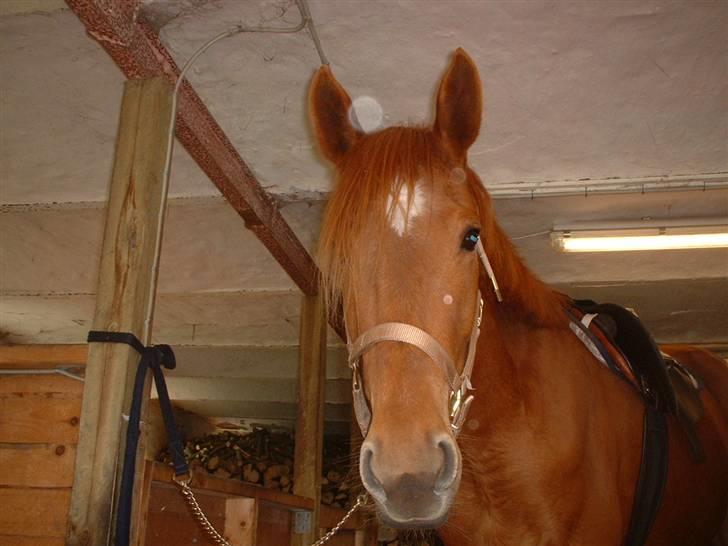 Anden særlig race Nikita solgt - nikitas føl freja (som også kan ses her inde) billede 9